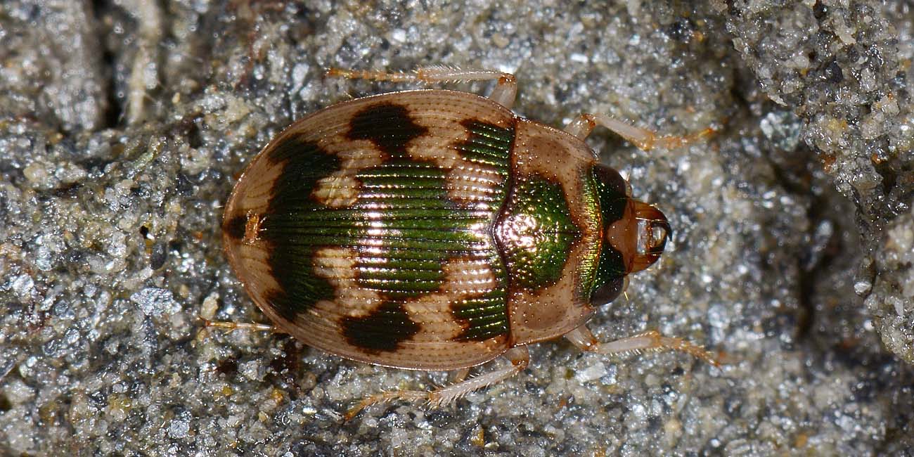 Carabidae: Omophron limbatum